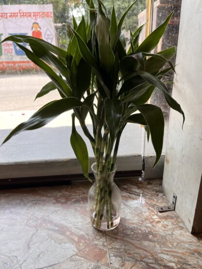Choti Bamboo Plant