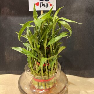 Lucky Bamboo Plant for Dad