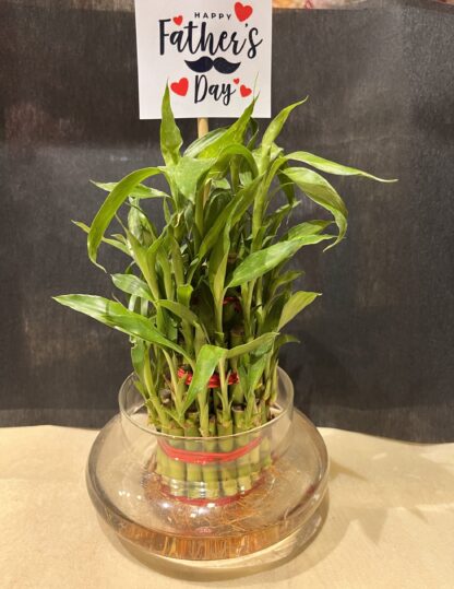 Lucky Bamboo Plant for Dad