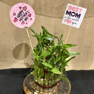 Good Luck Bamboo Plant With Mothers Tag