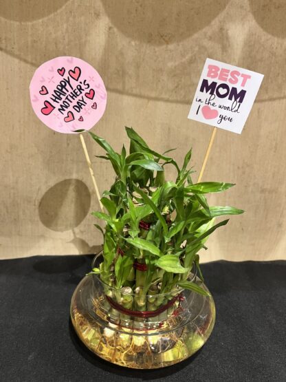 Good Luck Bamboo Plant With Mothers Tag