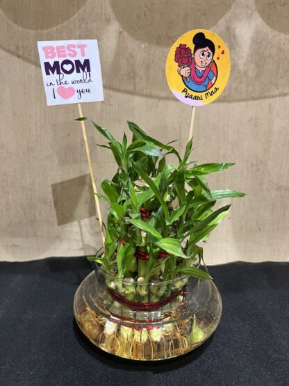 Good Luck Bamboo Plant With Mothers Tag - Image 2