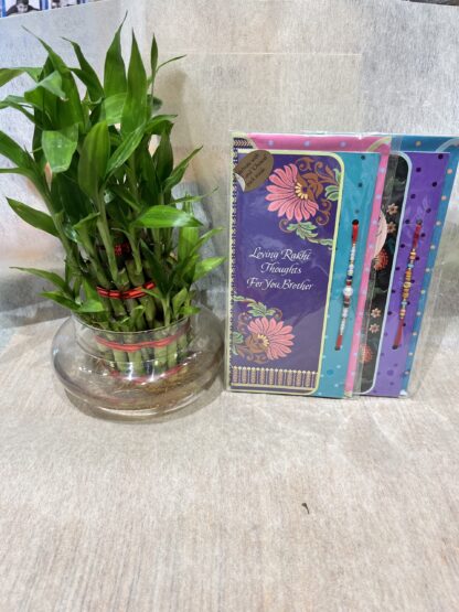 2 Rakhi n Lucky Bamboo Plant