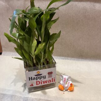 Bamboo Plant n Ganesha Ji