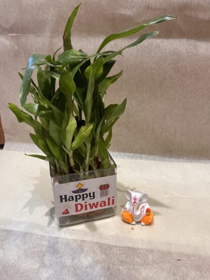 Bamboo Plant n Ganesha Ji