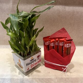 Bamboo Plant n Kitkat