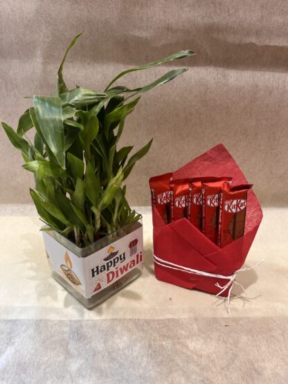 Bamboo Plant n Kitkat