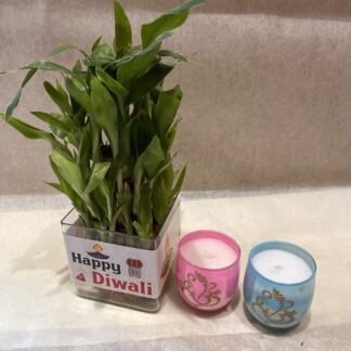 Good-Luck Bamboo  Plant n 2 Scented Candles
