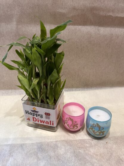 Good-Luck Bamboo  Plant n 2 Scented Candles