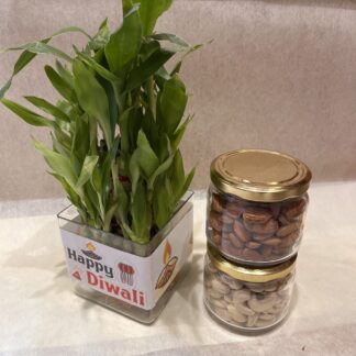 Bamboo Plant n Dry Fruits