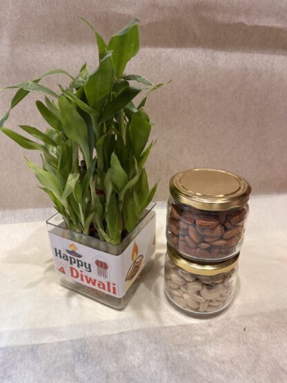 Bamboo Plant n Dry Fruits