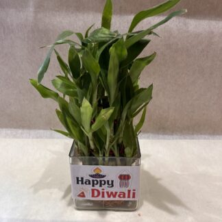 3 Layer Good-Luck Bamboo Plant