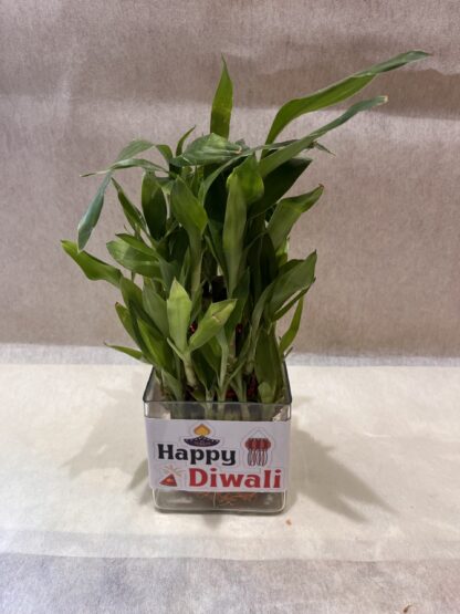 3 Layer Good-Luck Bamboo Plant