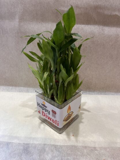 3 Layer Good-Luck Bamboo Plant - Image 2