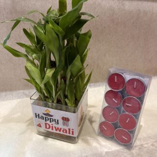 Good-luck plant n Tea-Lights pack
