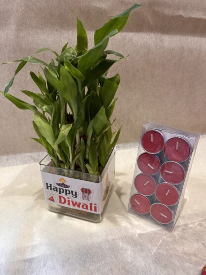 Good-luck plant n Tea-Lights pack