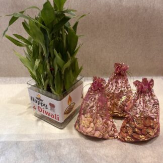 Bamboo Plant n Dry-Fruits Combo