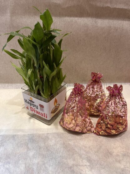 Bamboo Plant n Dry-Fruits Combo