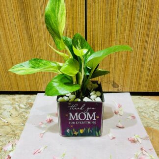 Money Plant In Thank You Mom Square Glass Vase