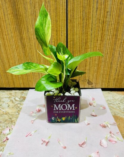 Money Plant In Thank You Mom Square Glass Vase