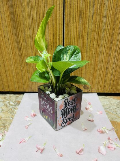 Money Plant In Thank You Mom Square Glass Vase - Image 2
