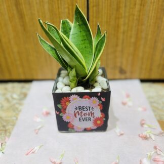 Sansevieria Plant In Best Mom Ever Square Glass Vase