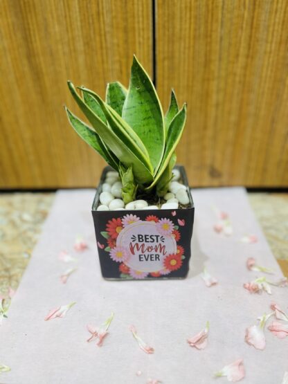 Sansevieria Plant In Best Mom Ever Square Glass Vase