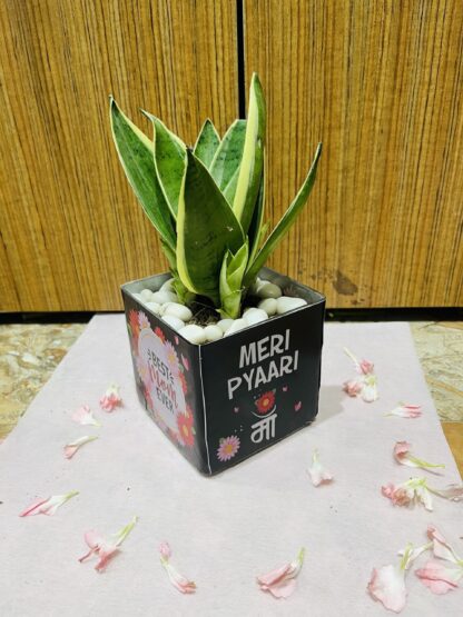 Sansevieria Plant In Best Mom Ever Square Glass Vase - Image 2