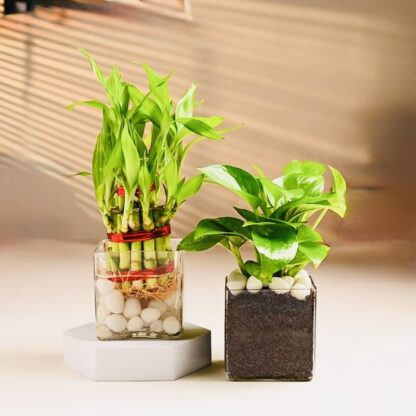 Lucky Bamboo & Money Plant Combo