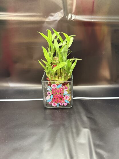 Love You Maa-Good Luck Bamboo Plant