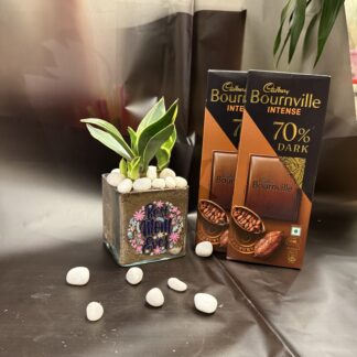 Sansevieria Plant With Dark Chocolates