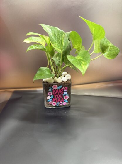 Customise Luv U Maa- Money Plant
