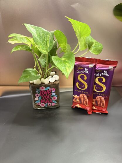 Customise Money Plant With Chocolates