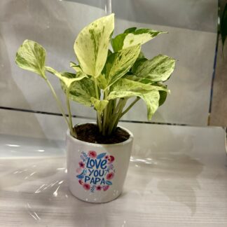Love You Papa-Marble Money Plant
