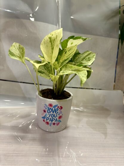 Love You Papa-Marble Money Plant