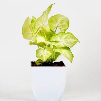 Syngonium Plant