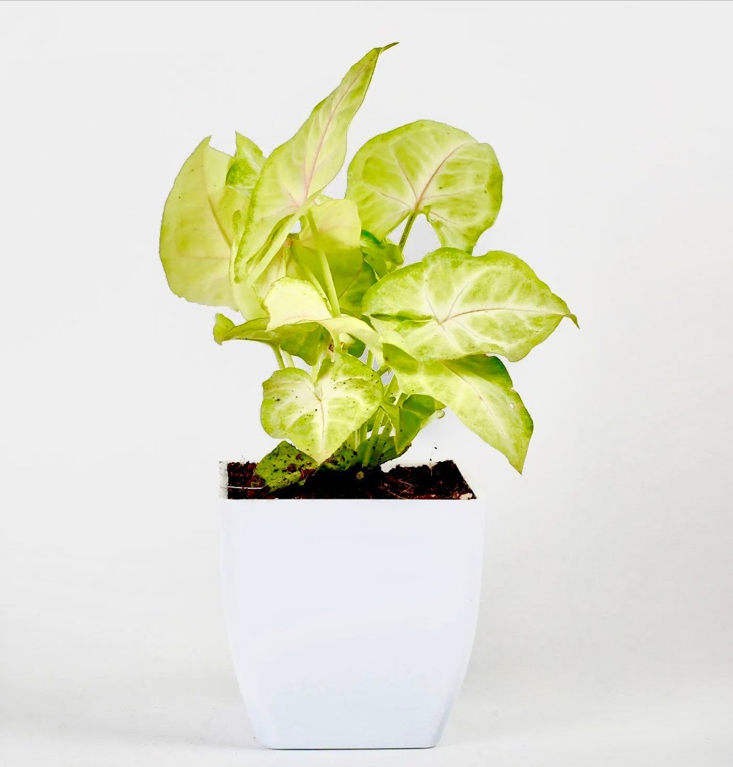 Syngonium Plant
