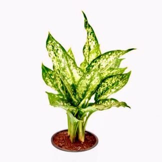 Aglaonema Snow White Plant