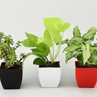 Money, Jade & Syngonium Plant Set
