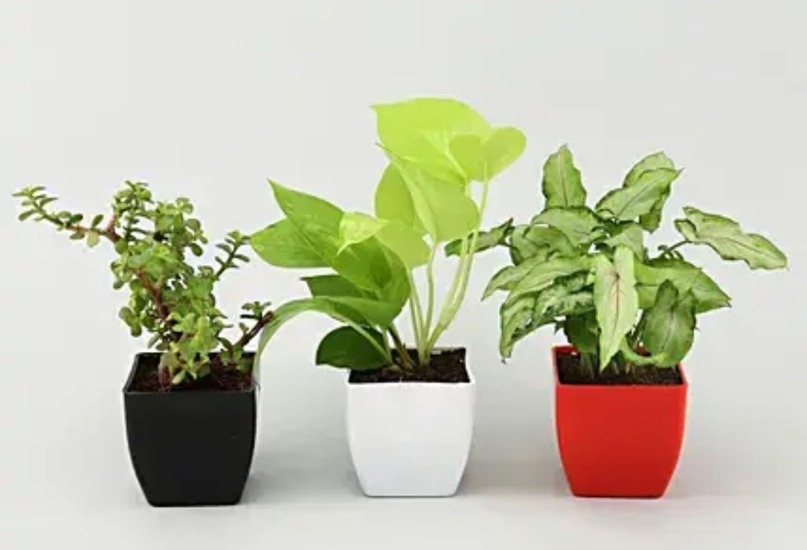 Money, Jade & Syngonium Plant Set