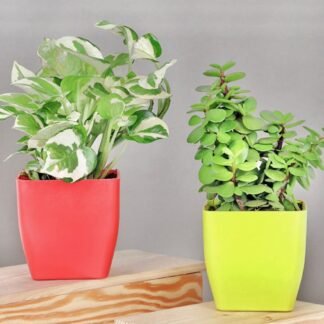 White Pothos n Jade