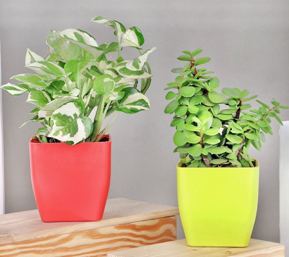 White Pothos n Jade