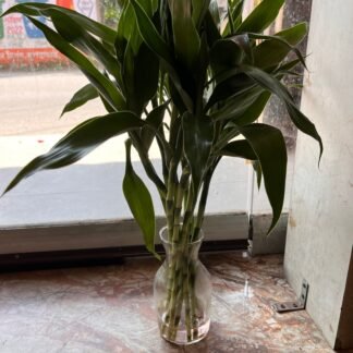 Choti Bamboo Plant