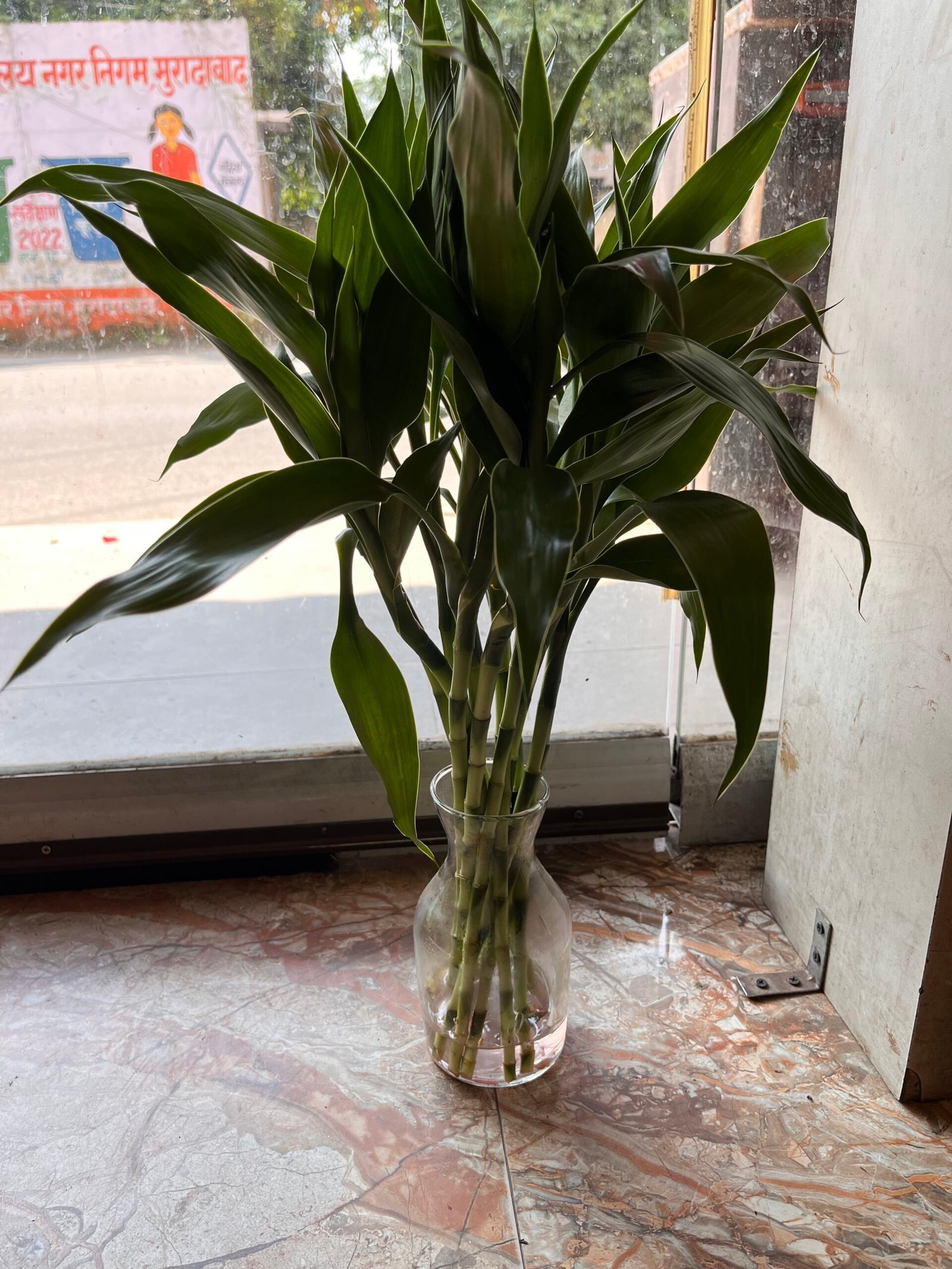 Choti Bamboo Plant