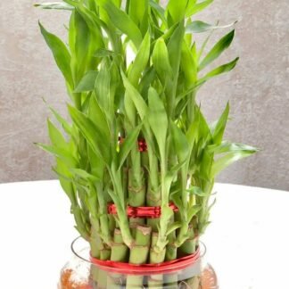 Three Layer Lucky Bamboo