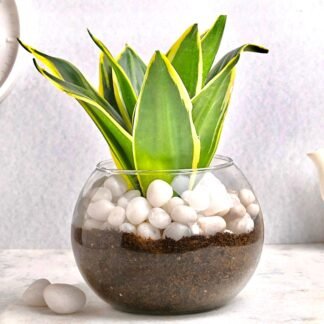Milt Sansevieria Plant