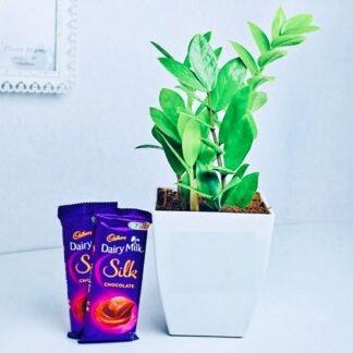 Zamia Plant with Silk Combo