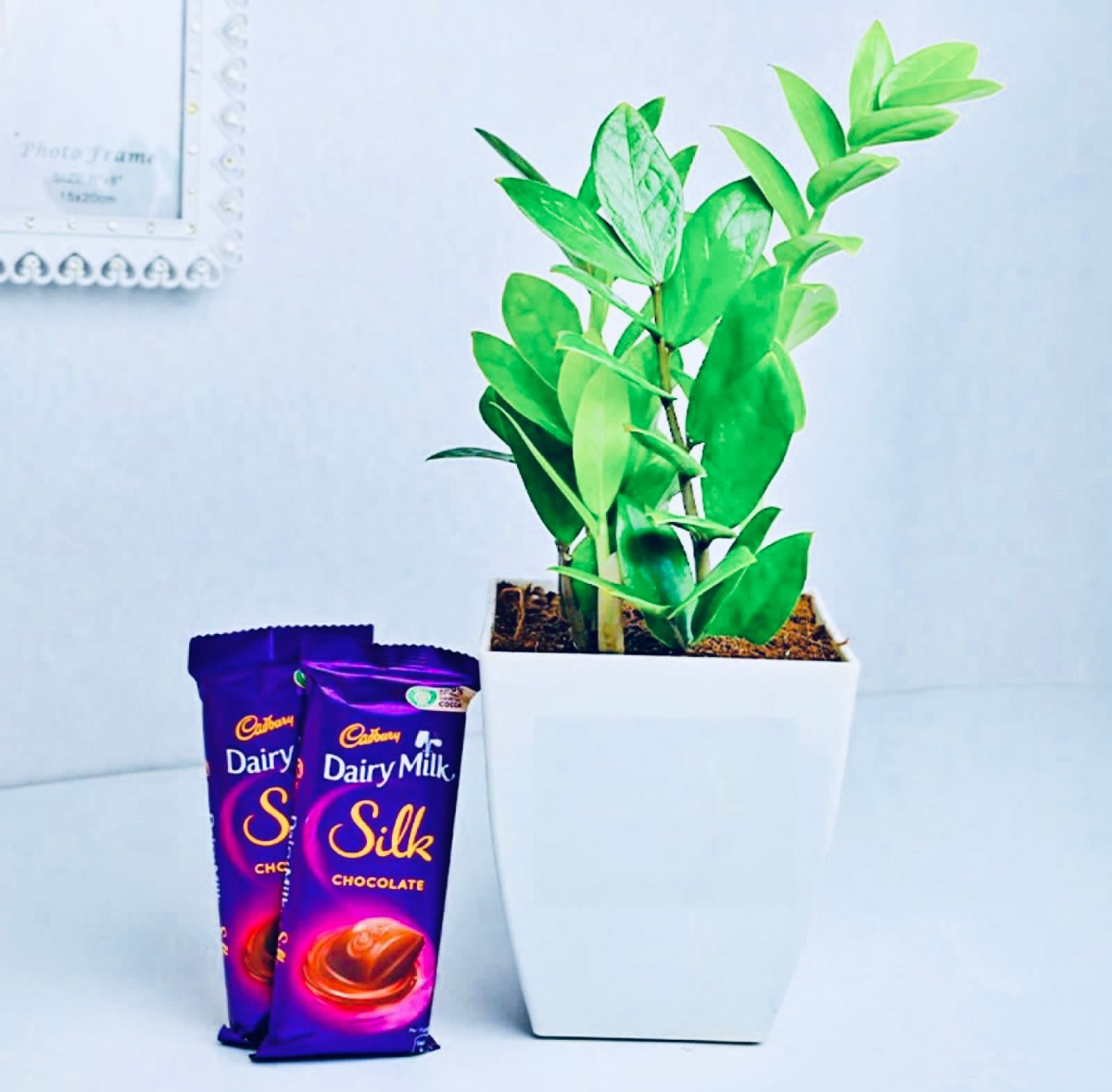 Zamia Plant with Silk Combo