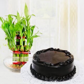 Dark Chocolate Cake n Bamboo