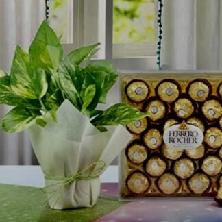 Money Plant N Ferrero Rocher Box